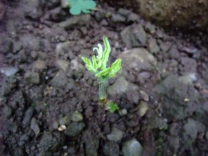 DSCF1742
