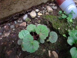 DSCF1744